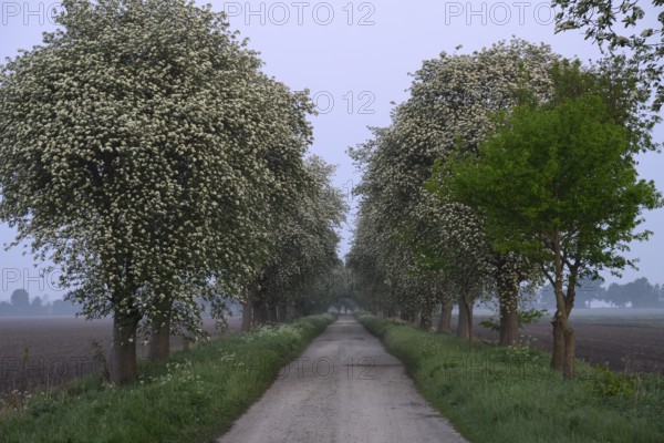 Mulberry tree avenue (Morus spec.), Dümmer nature park Park, Bohmte, Lower Saxony, Germany