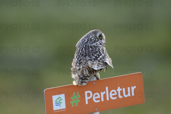Short-eared Owl (Asio flammeus) on a tourist sign in front of a blurred green background, Kiberg, Finnmark, Norway