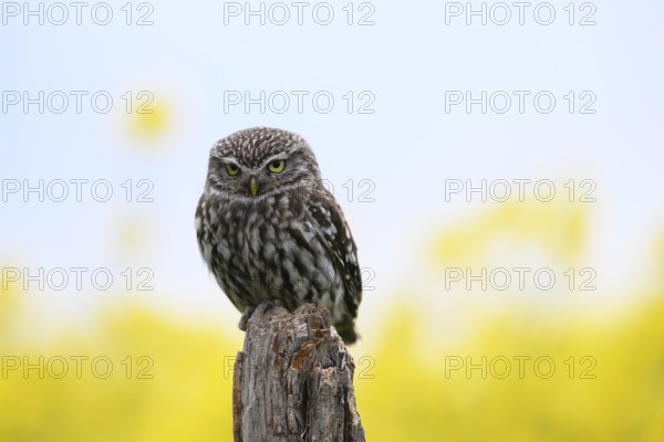 Little owl (Athene noctua) sitting upright and focussed on a branch in front of a light background with rape field, Wiehengebirge, Osnabrücker Land, Lower Saxony, Germany