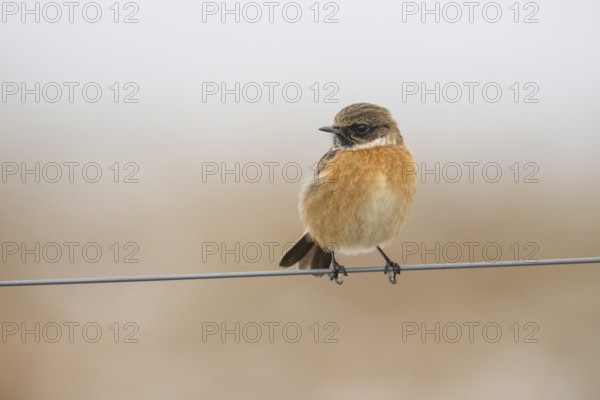 A stonechat (Saxicola rubicola) sitting on a metal wire in front of a blue sky, Dümmer nature park Park, Lower Saxony, Germany