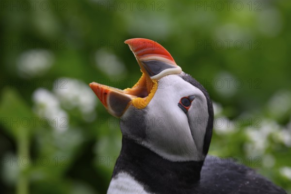 A puffin (Fratercula arctica) opens its beak to catch raindrops in a close-up that highlights the colours and details of its plumage, Hornoya, Vardø, Finnmark, Norway