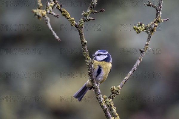 Blue tit (Parus caerulea), Emsland, Lower Saxony, Germany