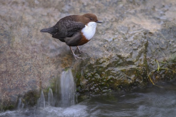 A dipper (Cinclus cinclus) sits relaxed on a rock at the edge of a river, surrounded by calm water, East Westphalia, North Rhine-Westphalia, Germany