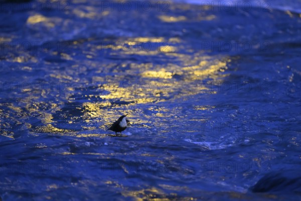 A dipper (Cinclus cinclus) stands on a rock in the water at dusk, surrounded by the orange light of some street lamps, East Westphalia, North Rhine-Westphalia, Germany