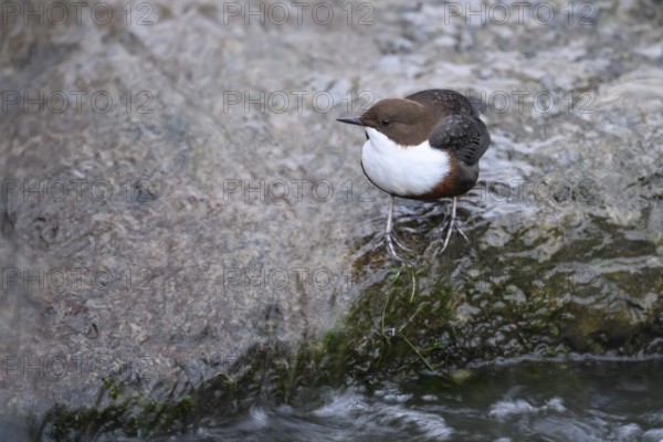 A dipper (Cinclus cinclus) sitting on the edge of a smooth rock in a river, East Westphalia, North Rhine-Westphalia, Germany