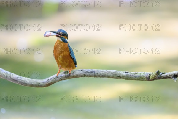 A kingfisher (Alcedo atthis) sitting on a branch above the water with a caught fish in its beak, Langenberg, North Rhine-Westphalia, Germany