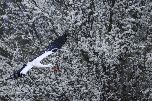 A white stork (Ciconia ciconia) flies in front of a background of flowering white shrubs, Dümmer nature park Park, Lower Saxony, Germany