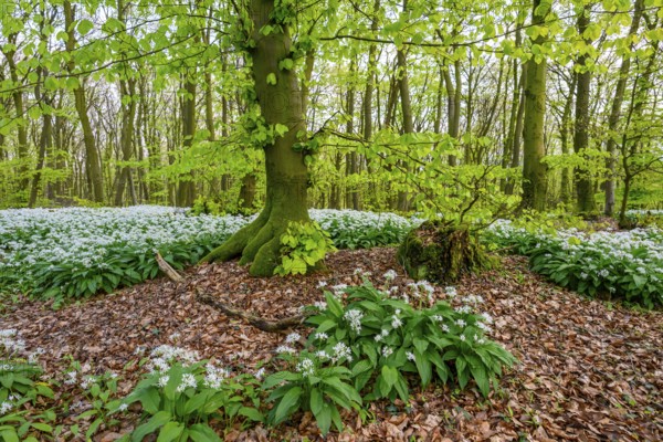 Wild garlic blossom (Allium ursinum) on the forest floor in a beech forest (Fagus sylvatica) in the Teutoburg Forest under soft light, Ahornweg, Terra Vita nature park Park, Teutoburg Forest, Lower Saxony, Germany
