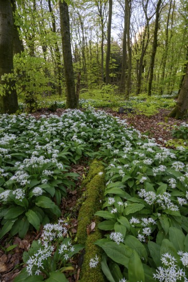 Wild garlic blossom (Allium ursinum) on the forest floor in a beech forest (Fagus sylvatica) in the Teutoburg Forest under soft light, Ahornweg, Terra Vita nature park Park, Teutoburg Forest, Lower Saxony, Germany
