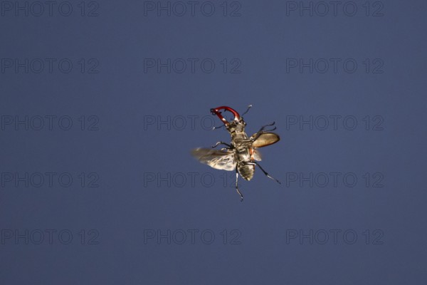 Close-up of a flying stag beetle (Lucanus cervus) with recognisable wings in front of a blue sky, Dammer Berge, Damme, Lower Saxony, Germany