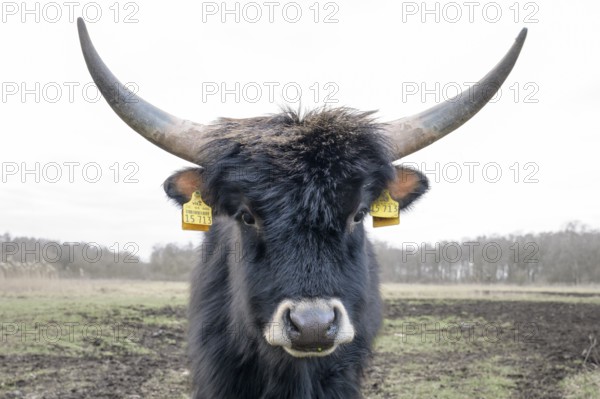 Heck cow of rebred aurochs with large horns standing on a pasture, distinctive ear tags, damme, Lower Saxony, Germany