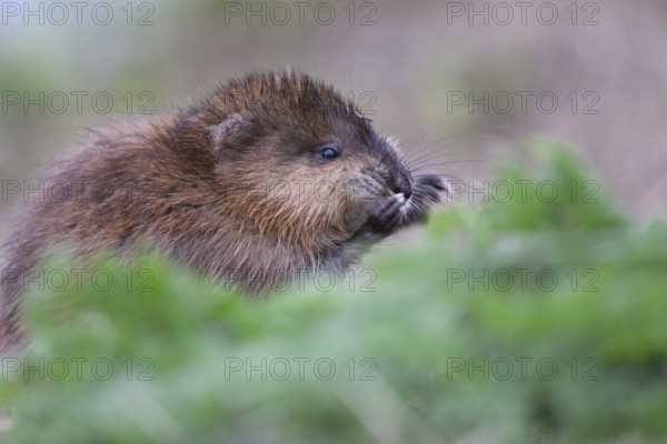 A muskrat (Ondatra zibethicus) in portrait looks attentively at its surroundings, surrounded by grass, Dümmerniederung nature park Park, Lower Saxony, Germany