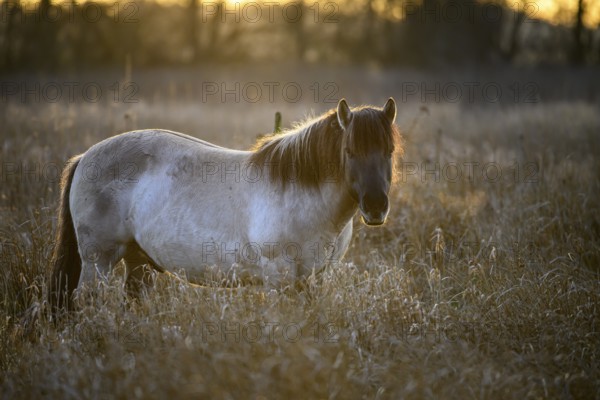 Konik Konik horses (Equus ferus caballus), Mariendrebber, Drebber, Lower Saxony, Germany