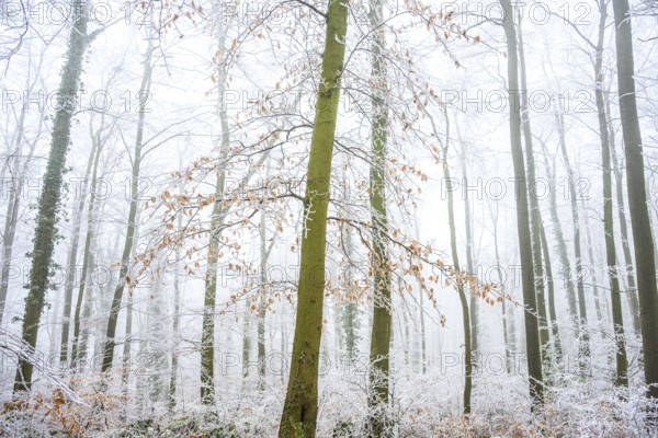Snow-covered beech forest (Fagus sylvatica) on the Hermannsweg, Terra Vita nature park Park, Dissen am Teutoburger Wald, Lower Saxony, Germany