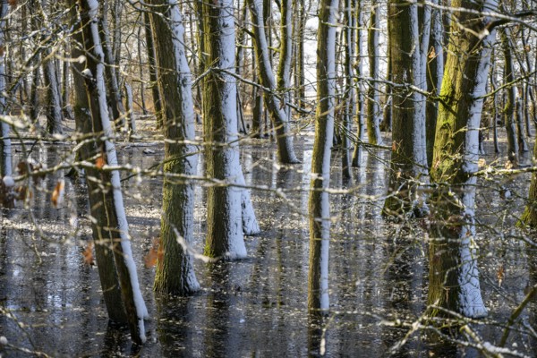 Snow-covered forest alder forest (Alnus glutinosa) with frozen water and trees, sunlight reflected on the surface, Dümmer nature park Park, Lower Saxony, Germany