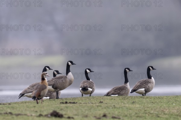 Canada geese (Branta canadensis), Emsland, Lower Saxony, Germany