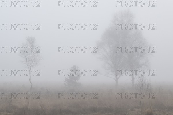 Birches (Betula pendula) in the fog in the moor, Emsland, Lower Saxony, Germany