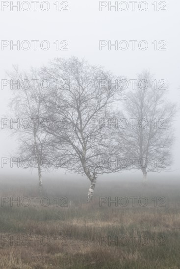 Birches (Betula pendula) in the fog in the moor, Emsland, Lower Saxony, Germany