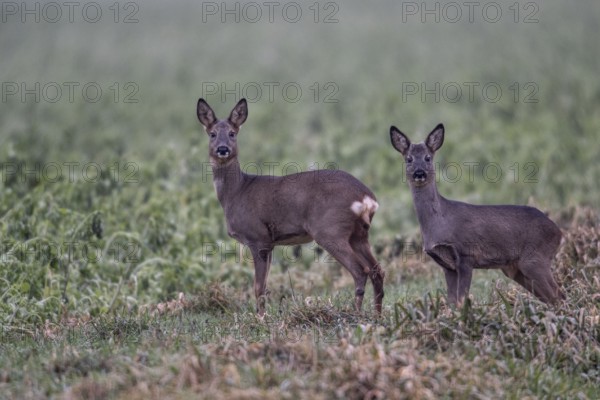 Roe deer (Capreolus capreolus), Emsland, Lower Saxony, Germany