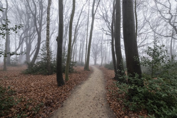 Beech forest (Fagus sylvatica) in the fog, Emsland, Lower Saxony, Germany