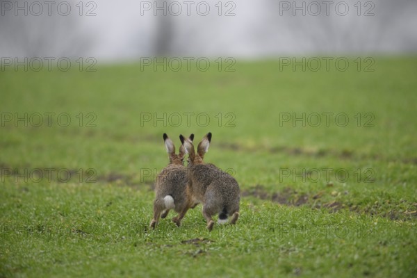 Two brown hares (Lepus europaeus) run across a green meadow. A male hare drives a female hare. The atmosphere radiates liveliness and freedom, hare wedding, Dümmer nature park Park, Lower Saxony, Germany