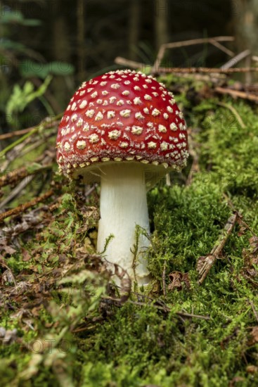 Close-up of a fly agaric (Amanita muscaria) with a red, white speckled cap on the mossy ground of a forest, Germany