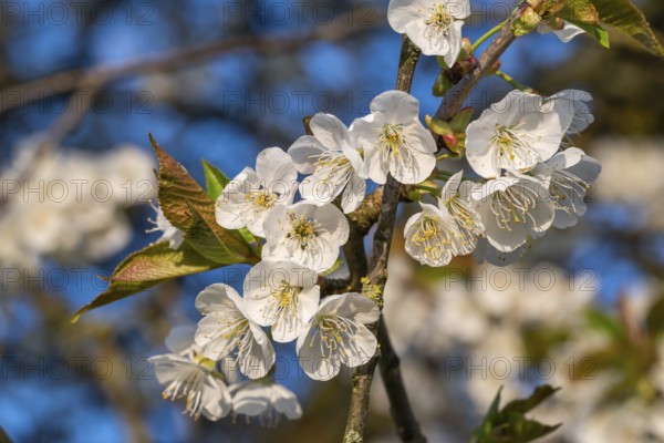 Close-up of the branches of a cherry tree (Prunus avium) with white blossoms during fruit tree blossom in spring, Lower Saxony, Germany