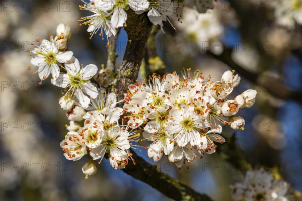 Close-up of the branches of flowering blackthorn or blackthorn (Prunus spinosa) in sunlight, spring, Germany