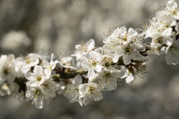 Close-up of branches of flowering blackthorn or blackthorn (Prunus spinosa) with white flowers during fruit tree blossom in spring, Lower Saxony, Germany
