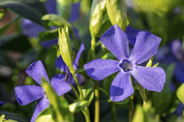 Close-up of Lesser periwinkle (Vinca minor) with blue-violet flowers in spring, Germany