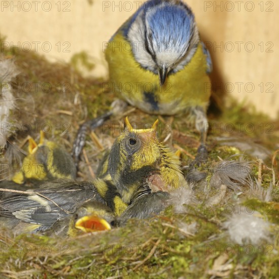 Blue tit (Cyanistes caeruleus) feeding the young in the nest, Wilnsdorf, North Rhine-Westphalia, Germany
