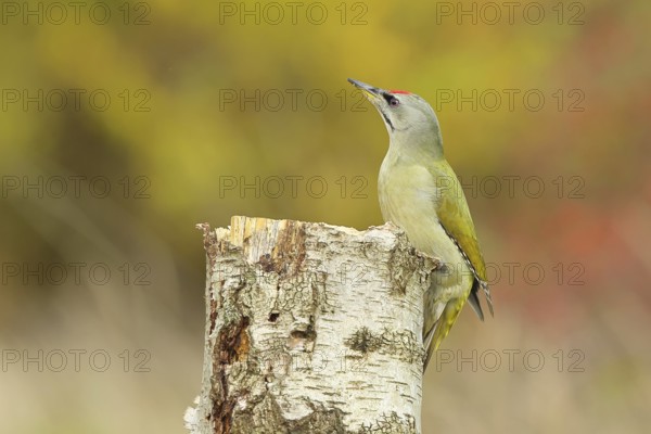 Grey-headed woodpecker (Picus canus), male sitting on a tree stump at the edge of the forest, Hebstwald, Wildlife, woodpeckers, birds, nature photography, Wilnsdorf, North Rhine-Westphalia, Germany