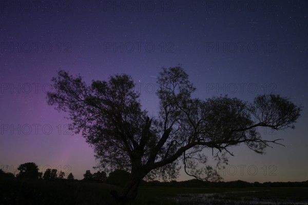 Northern lights aurora borealis over an old pasture on the Hunte dyke, Dümmerniederung nature park Park, Lower Saxony, Germany