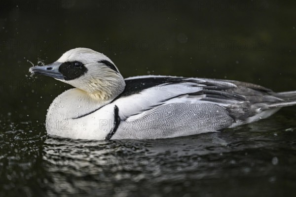Close-up of a pygmy merganser (Mergellus albellus) in the water with water droplets on its black and white feathers, captive, North Rhine-Westphalia, Germany