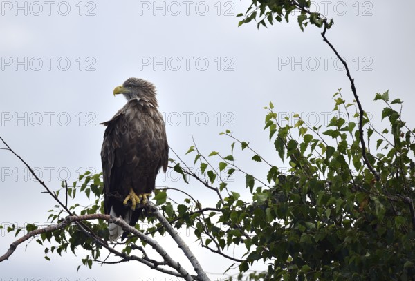 White-tailed eagle (Haliaeetus albicilla) sitting in a birch tree on the Darß, Mecklenburg-Western Pomerania, Germany