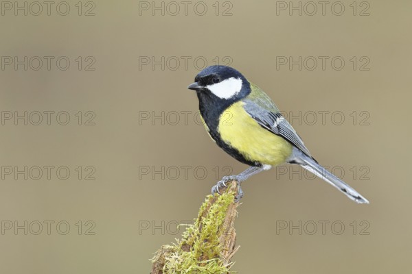 Great tit (Parus major), sitting on a moss-covered tree root, Wilnsdorf, North Rhine-Westphalia, Germany