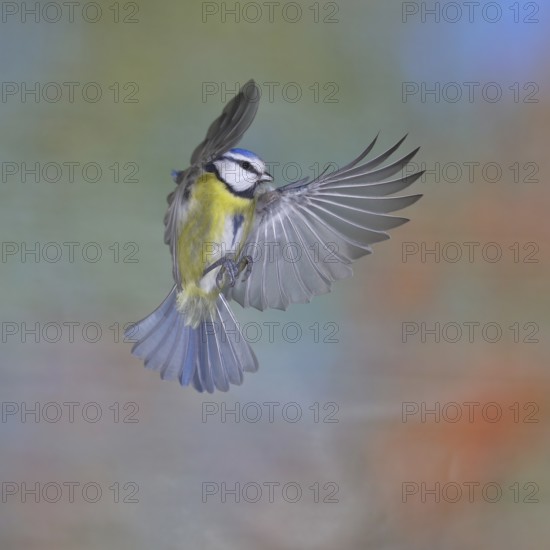 Blue tit (Parus caeruleus) in flight, flight photo, high speed flight photo Wilnsdorf, North Rhine-Westphalia, Germany