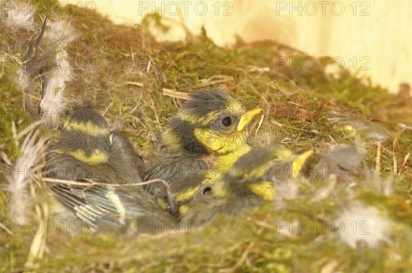 Blue tit (Cyanistes caeruleus) young in the nest, Wilnsdorf, North Rhine-Westphalia, Germany