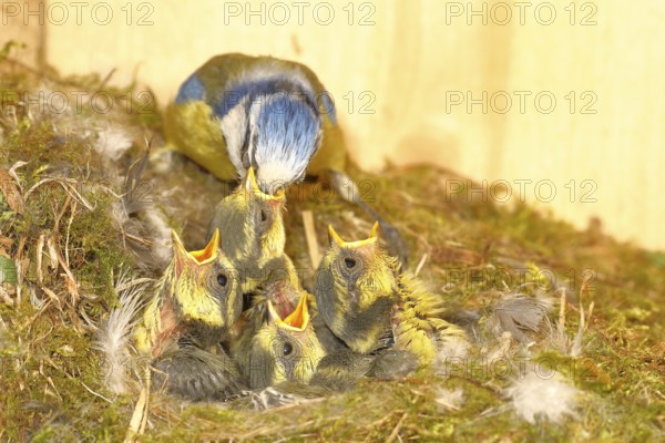 Blue tit (Cyanistes caeruleus) feeding the young in the nest, Wilnsdorf, North Rhine-Westphalia, Germany