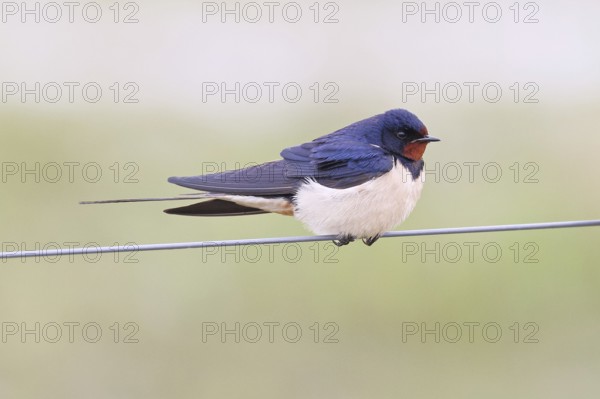 Barn Swallow (Hirundo rustica) sitting on a pasture fence, wildlife, animals, birds, swallows, migratory bird, Ochsenmoor, Dümmer See nature park Park, Hüde, Lower Saxony, Germany