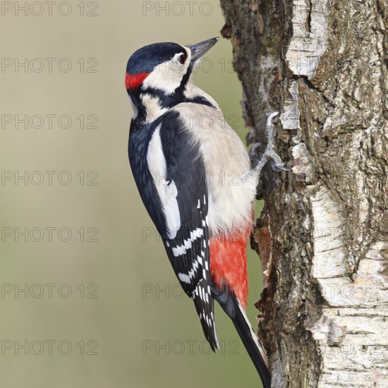 Great spotted woodpecker (Dendrocopus major), male, foraging on the trunk of a common birch (Betula pendula), wildlife, woodpeckers, nature photography, autumn, Wilnsdorf, North Rhine-Westphalia, Germany