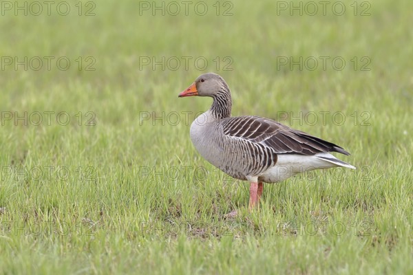 Grey goose (Anser anser) on a moor, Dümmer, Lake Dümmer, Ochsenmoor, Hüde, Lower Saxony, Germany
