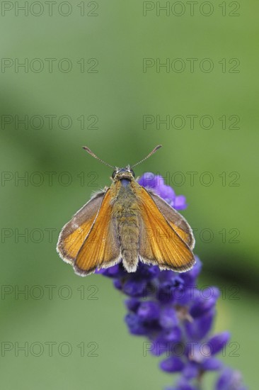 Large skipper (Ochlodes venatus), collecting nectar from a flower of Common lavender (Lavandula angustifolia), close-up, macro photograph, Wilnsdorf, North Rhine-Westphalia, Germany