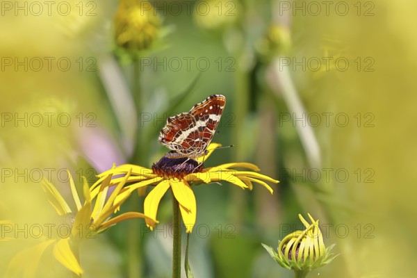 Land carder (Araschnia levana), summer generation, closed wings, underside of wings, on a flower of the yellow coneflower (Echinacea paradoxa), in a natural environment in the wild, close-up, wildlife, insects, butterflies, butterflies, Wilnsdorf, North Rhine-Westphalia, Germany