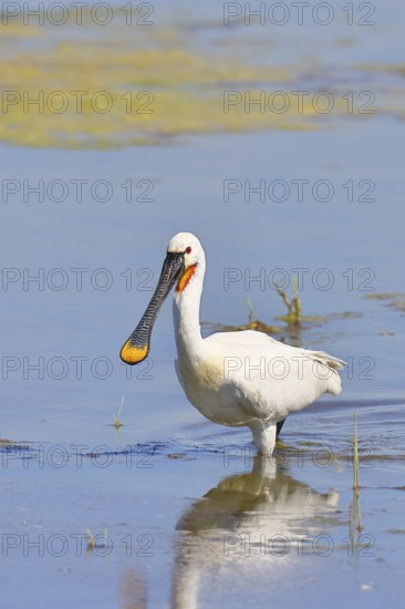 Spoonbill (Platalea leucorodia), adult bird striding through shallow water, adult bird in splendour, wildlife, Ziggsee, Burgenland, Austria