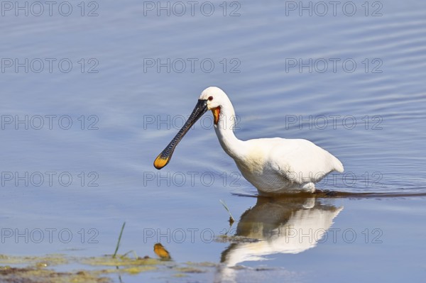 Spoonbill (Platalea leucorodia), adult bird striding through shallow water, adult bird in splendour, wildlife, Ziggsee, Burgenland, Austria