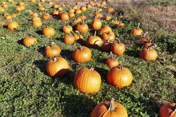Pumpkins in a field, harvesting, sustainable farm in Freeport, Wolfe's Neck Center, Maine, New England, USA