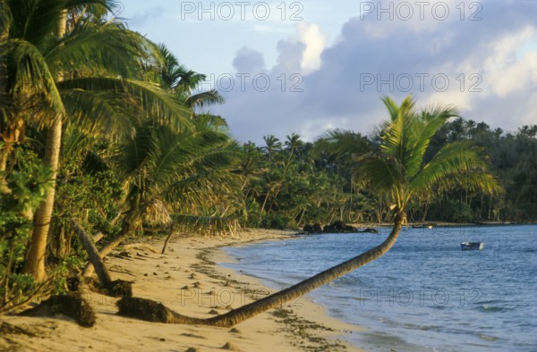 Beach, palm trees, sea, Tavewa island, Yasawa islands, Fiji