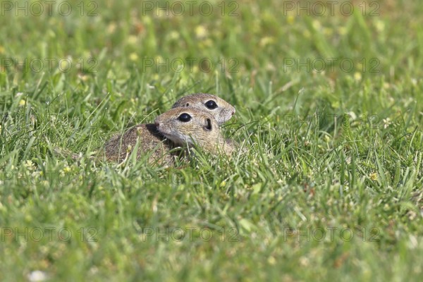 European ground squirrel (Spermophilus citellus) two animals in a meadow, Burgenland Austria