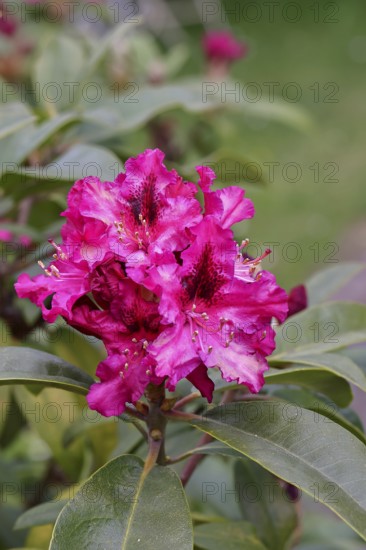 Rhododendron flowers (Rhododendron Homer), red flowers, in a garden, Wilnsdorf, North Rhine-Westphalia, Germany